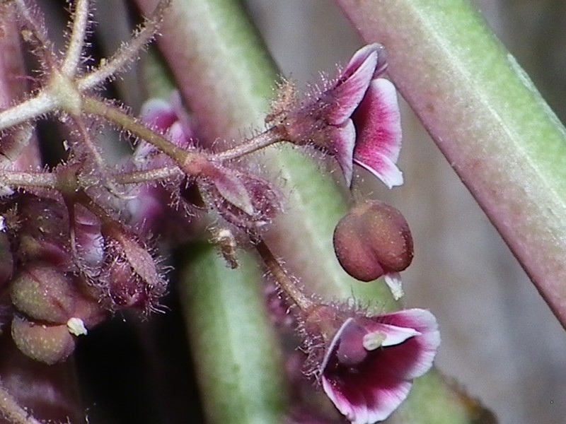 Euphorbia guiengola photo 7