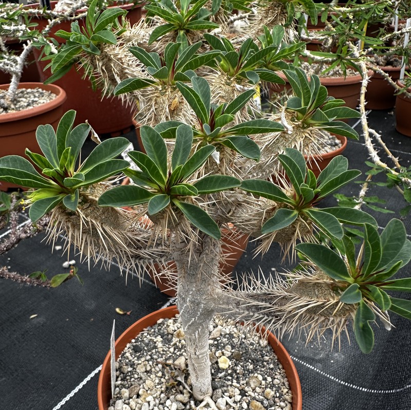 Euphorbia guillauminiana