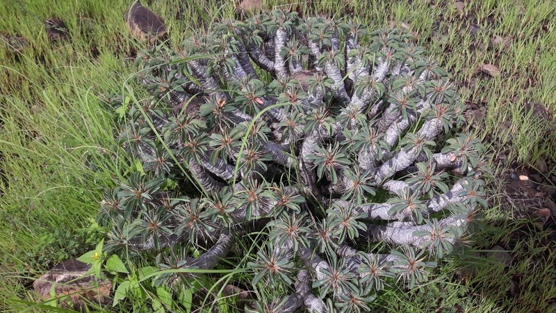 Euphorbia guillauminiana photo 4