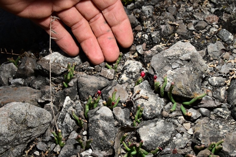 Euphorbia gumaroi