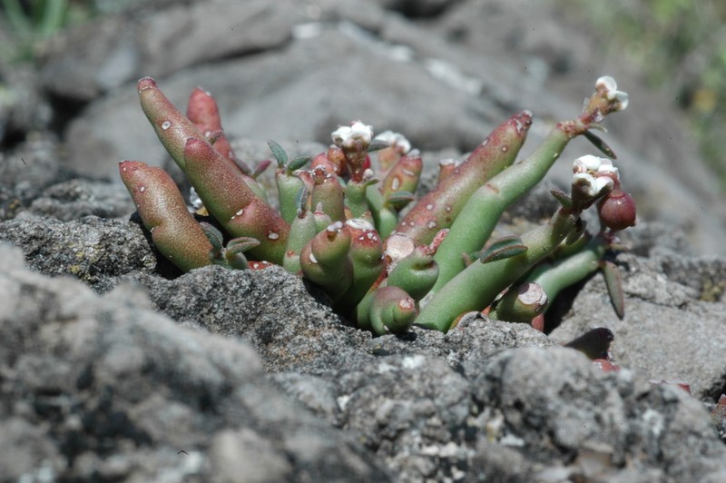 Euphorbia gumaroi photo 2