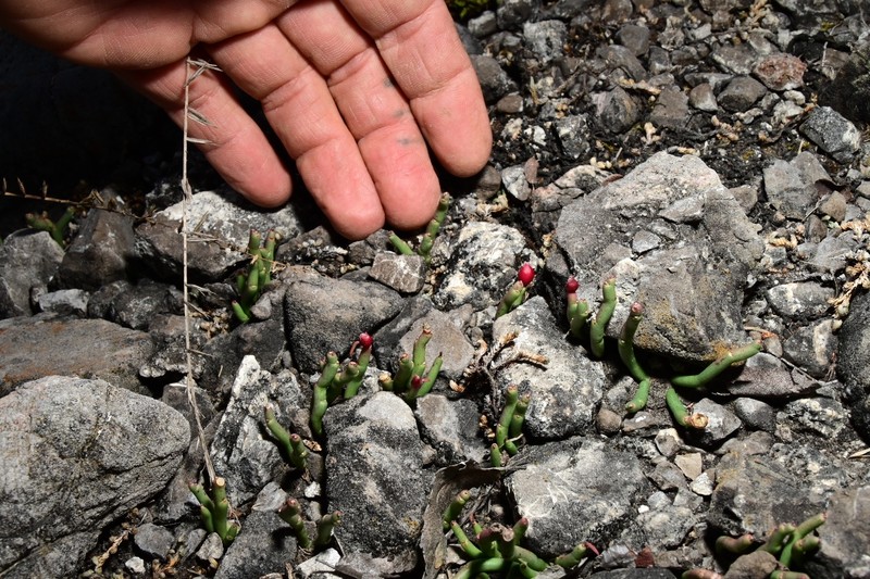 Euphorbia gumaroi photo 4