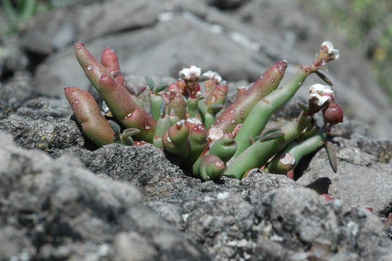 Euphorbia gumaroi photo 6