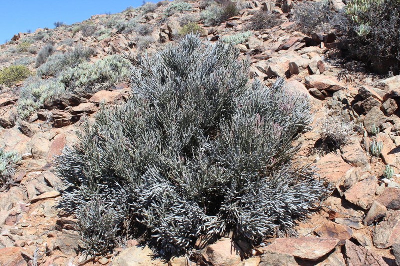 Euphorbia gummifera photo 3