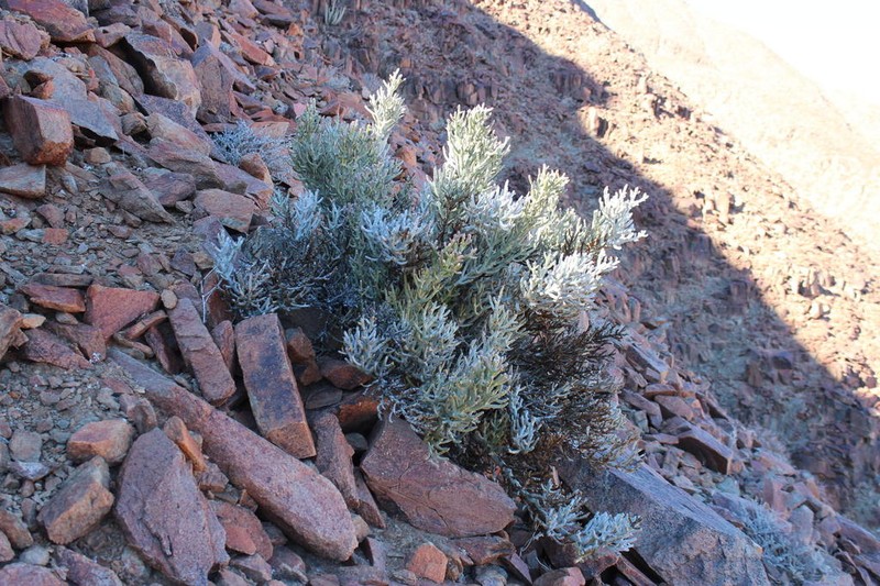 Euphorbia gummifera photo 4