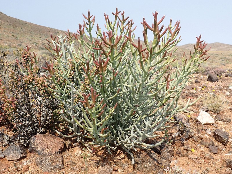 Euphorbia gummifera photo 7