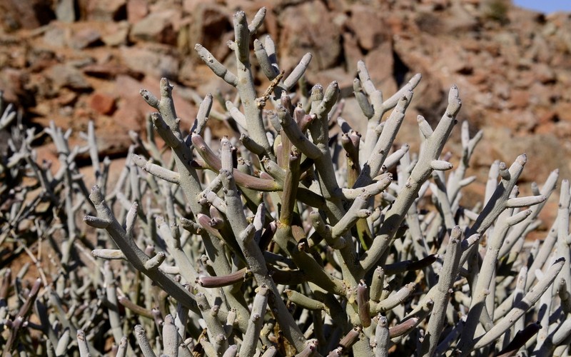 Euphorbia gummifera photo 8