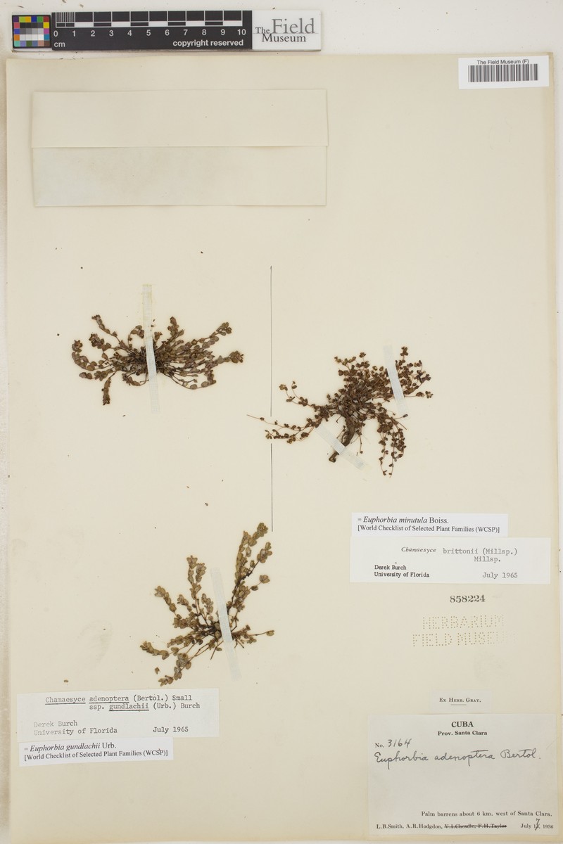 Euphorbia gundlachii