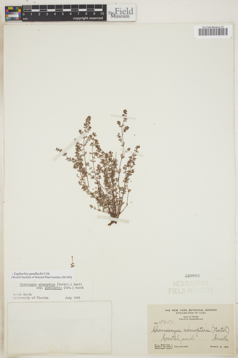 Euphorbia gundlachii photo 3