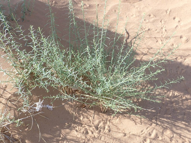 Euphorbia guyoniana