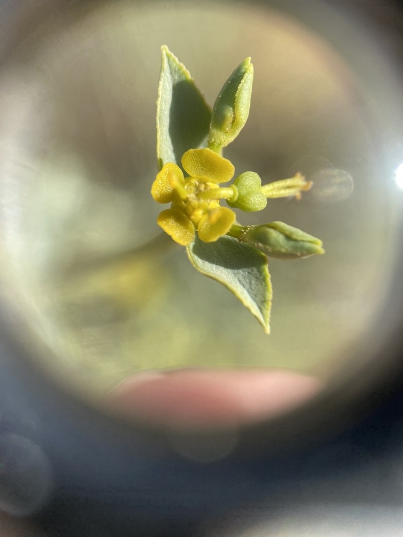 Euphorbia guyoniana photo 2