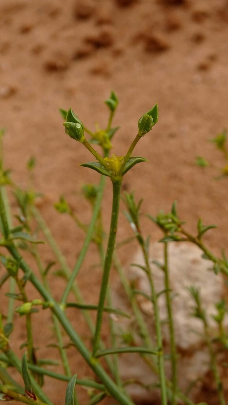 Euphorbia guyoniana photo 3