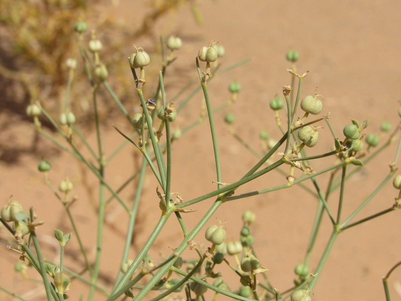 Euphorbia guyoniana photo 4