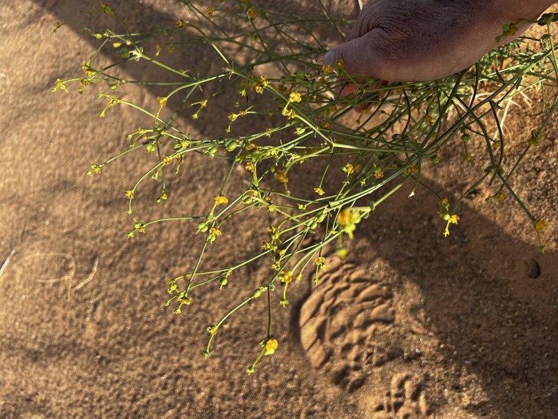 Euphorbia guyoniana photo 5