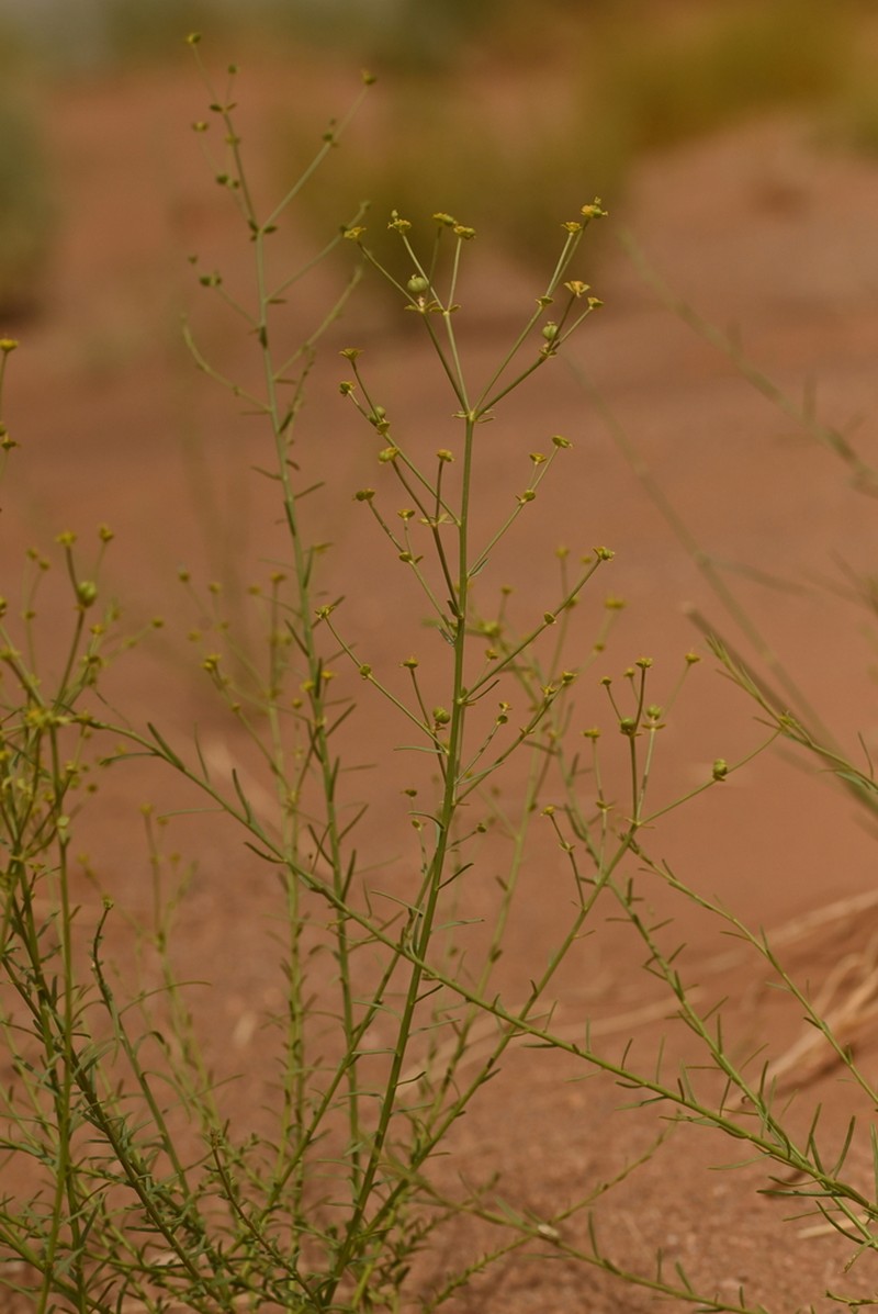 Euphorbia guyoniana photo 6