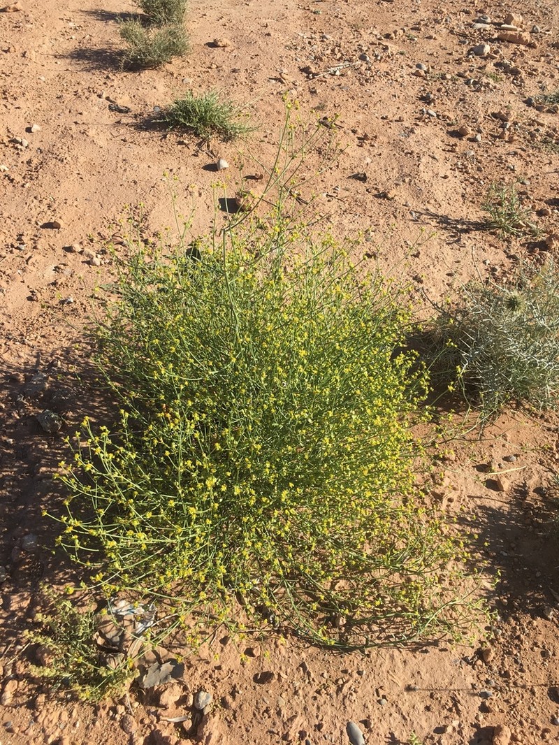 Euphorbia guyoniana photo 8