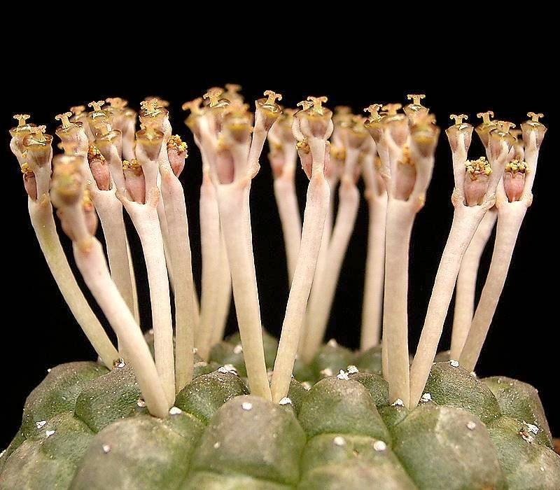 Euphorbia gymnocalycioides photo 2