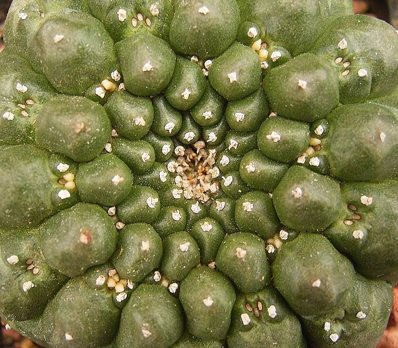 Euphorbia gymnocalycioides photo 3