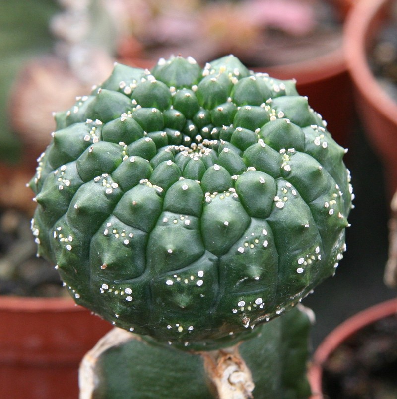 Euphorbia gymnocalycioides photo 4
