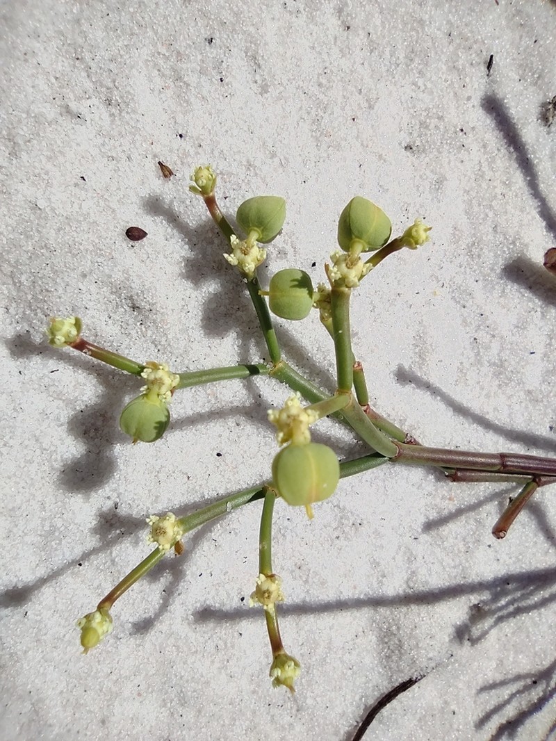 Euphorbia gymnoclada