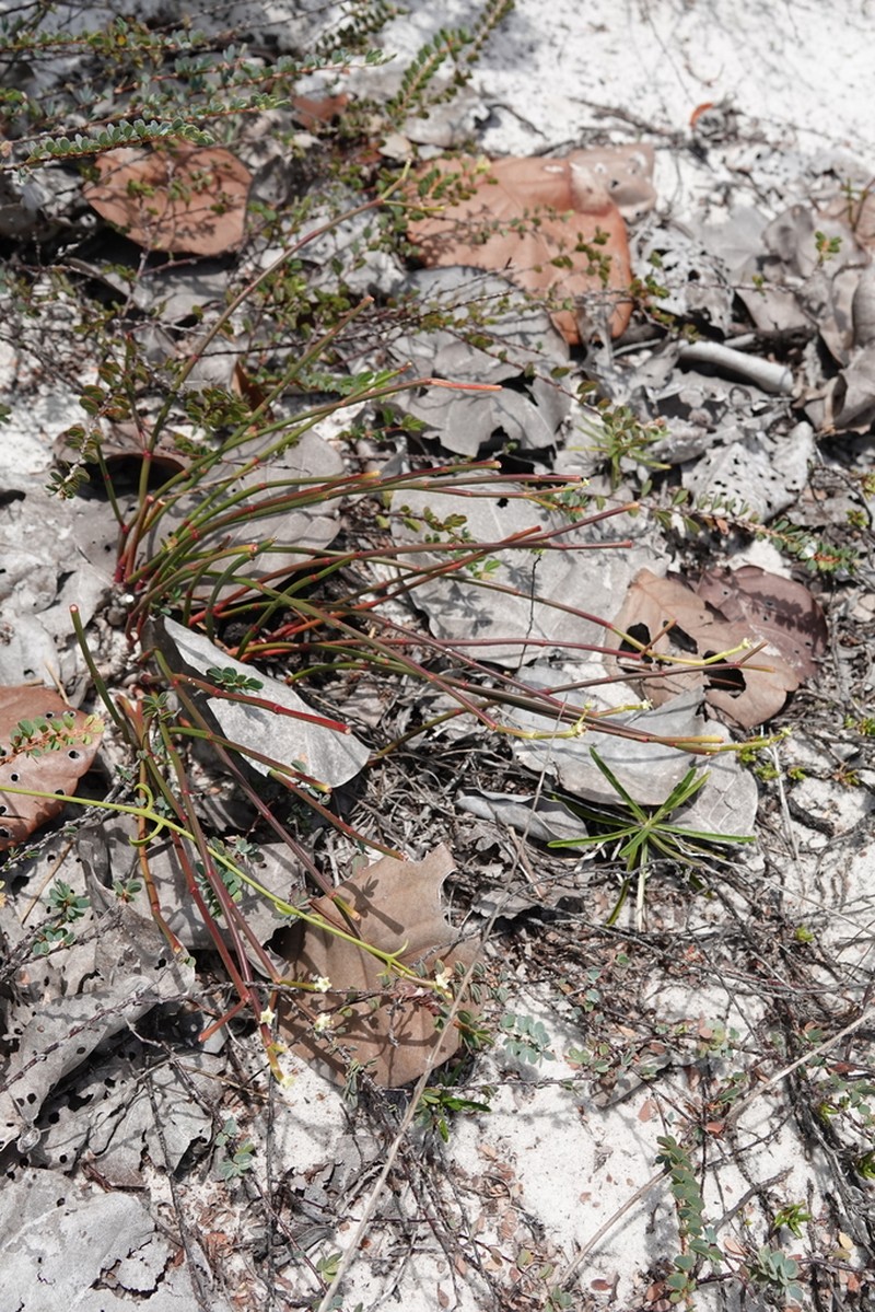 Euphorbia gymnoclada photo 2