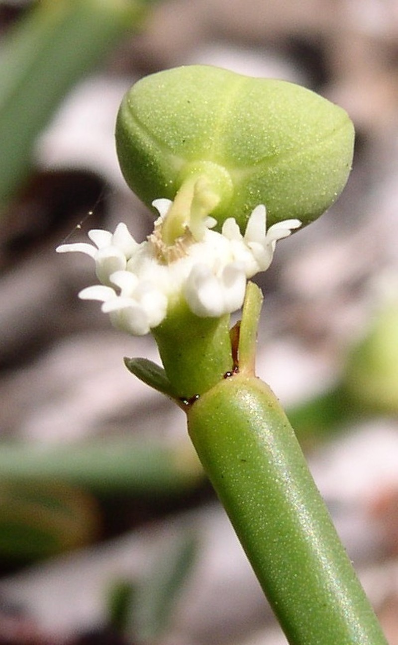 Euphorbia gymnoclada photo 3