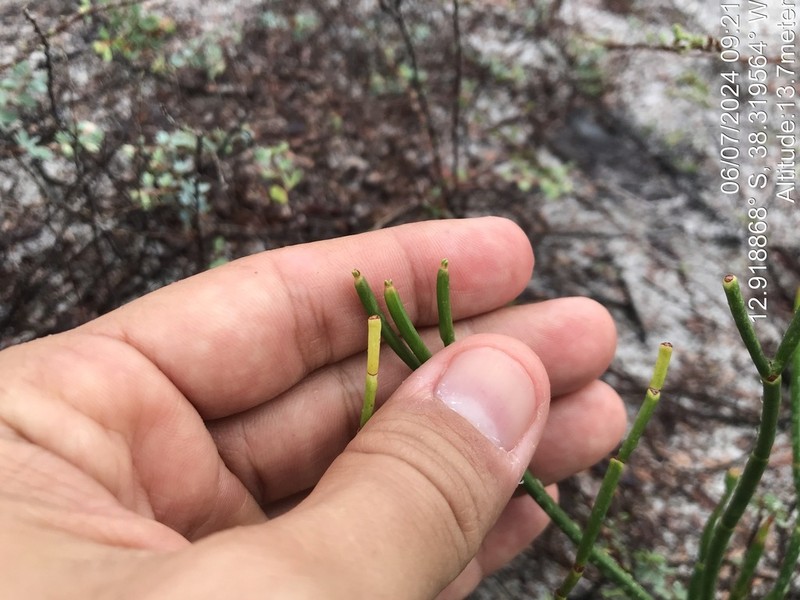 Euphorbia gymnoclada photo 4