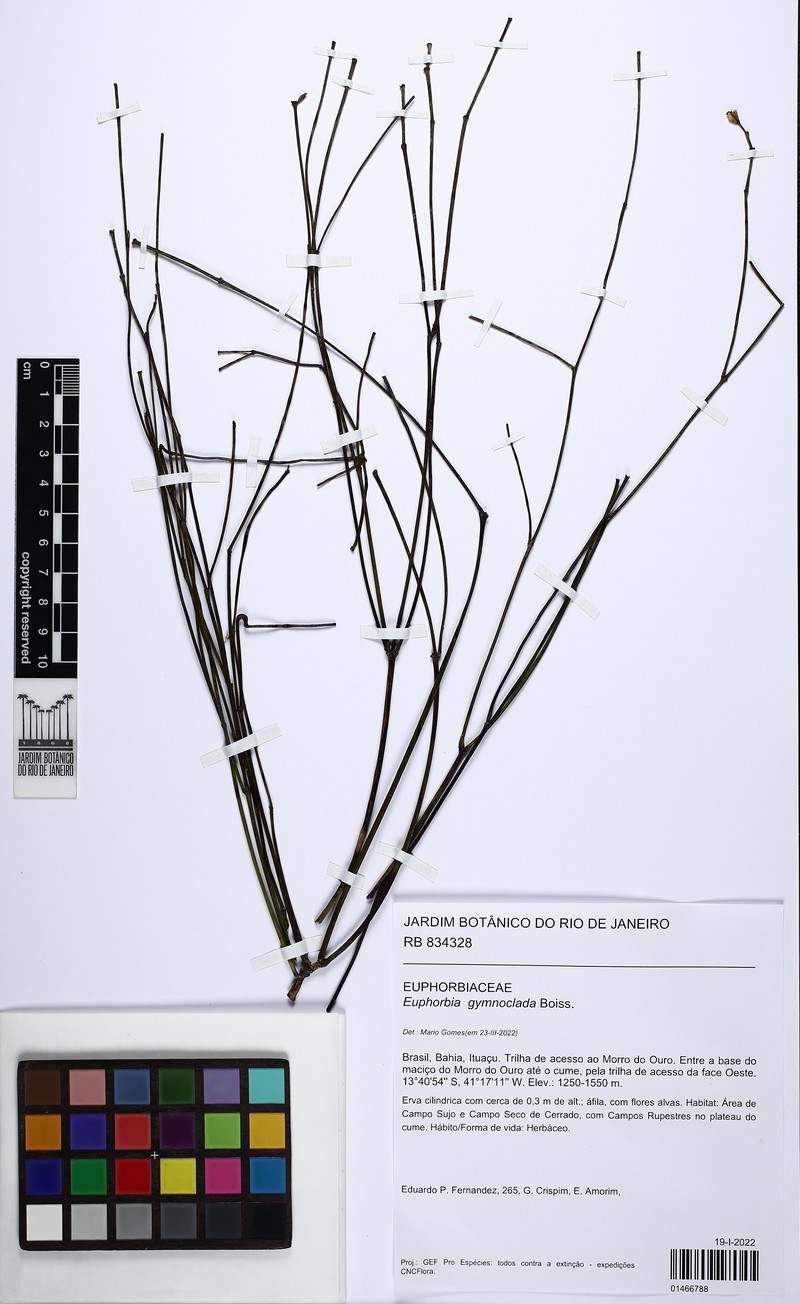 Euphorbia gymnoclada photo 6