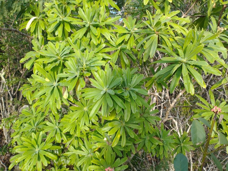 Euphorbia gymnonota