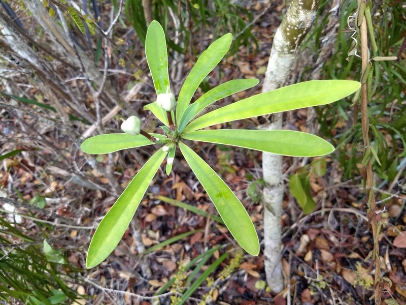 Euphorbia gymnonota photo 2