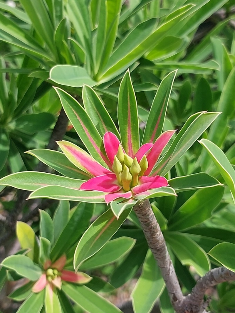 Euphorbia gymnonota photo 3