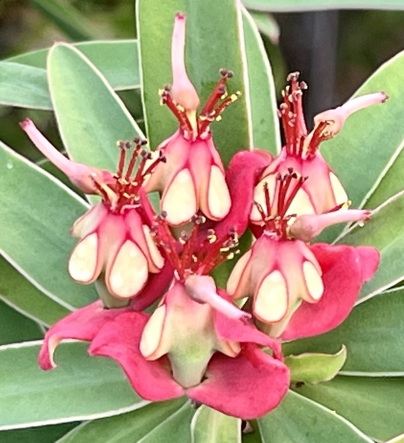Euphorbia gymnonota photo 4