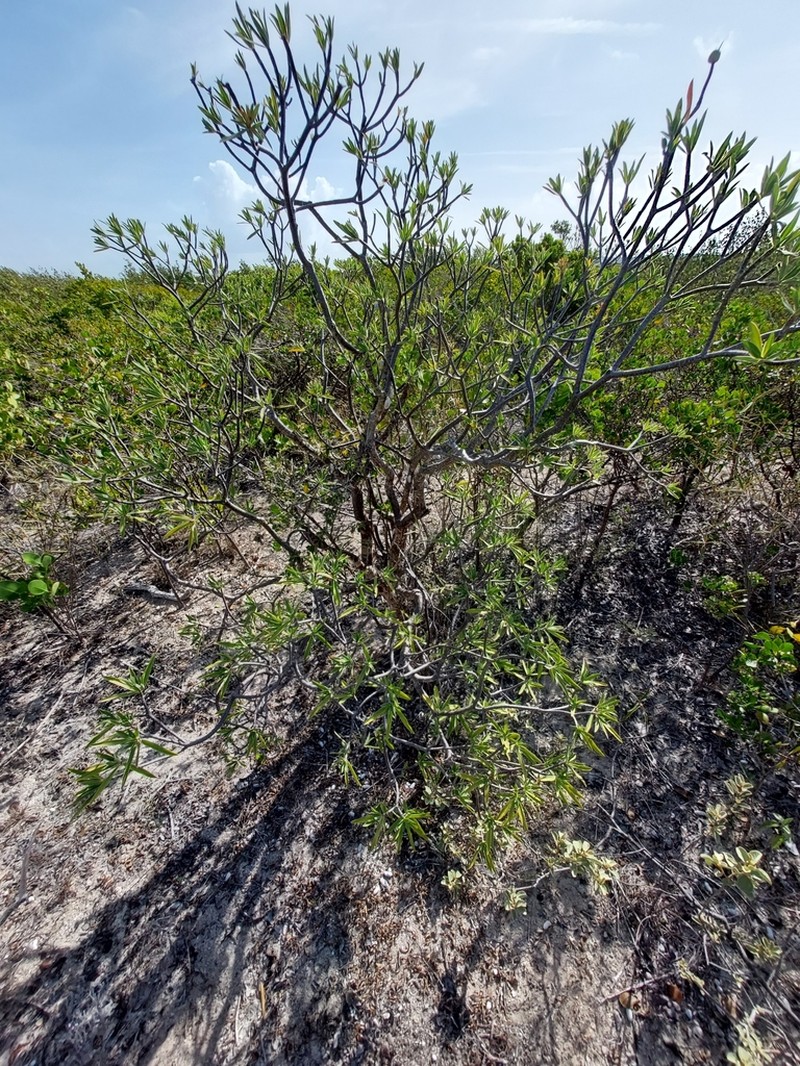 Euphorbia gymnonota photo 5