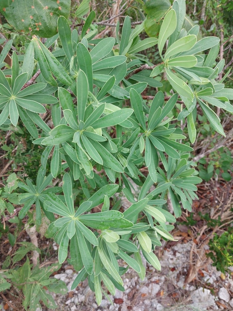 Euphorbia gymnonota photo 6