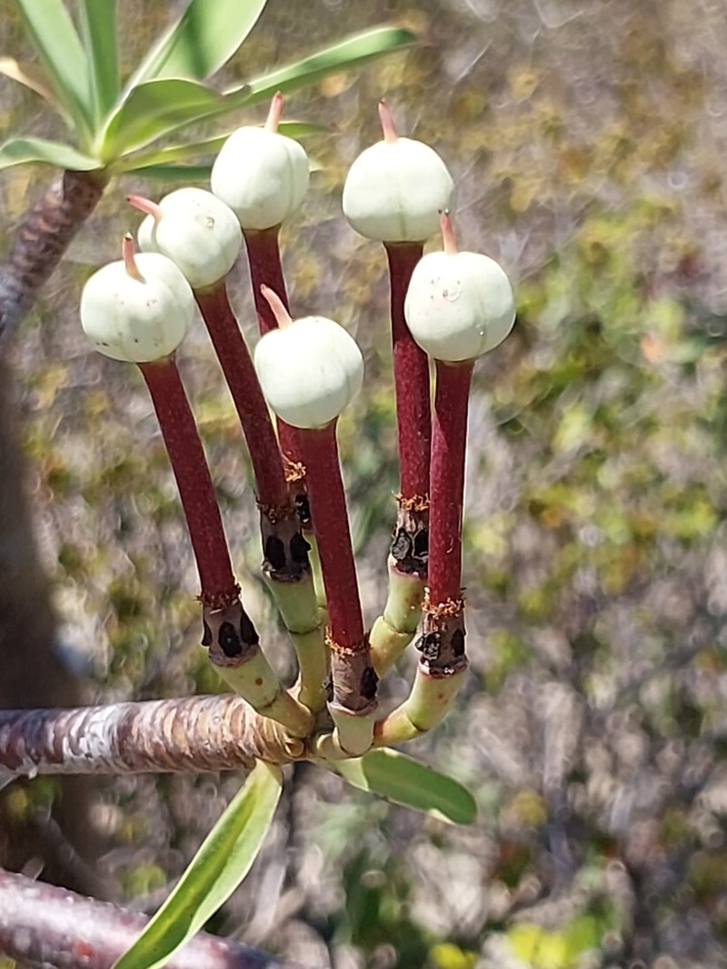 Euphorbia gymnonota photo 7