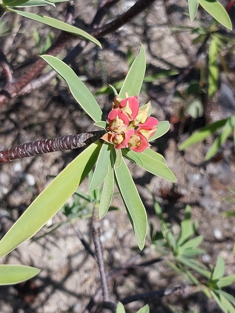 Euphorbia gymnonota photo 8