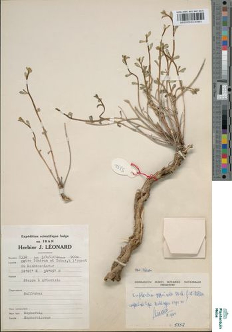 Euphorbia gypsicola photo 2