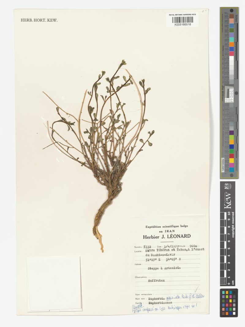 Euphorbia gypsicola photo 3