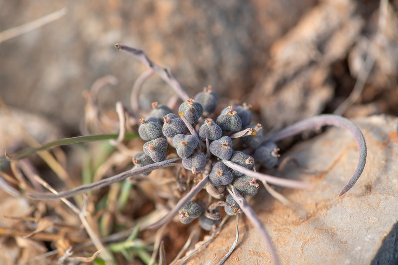 Euphorbia hadramautica photo 2