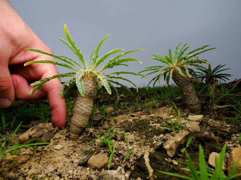 Euphorbia hadramautica photo 3