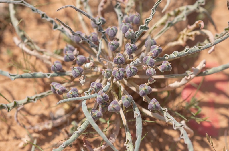Euphorbia hadramautica photo 4