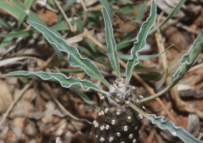 Euphorbia hadramautica photo 5