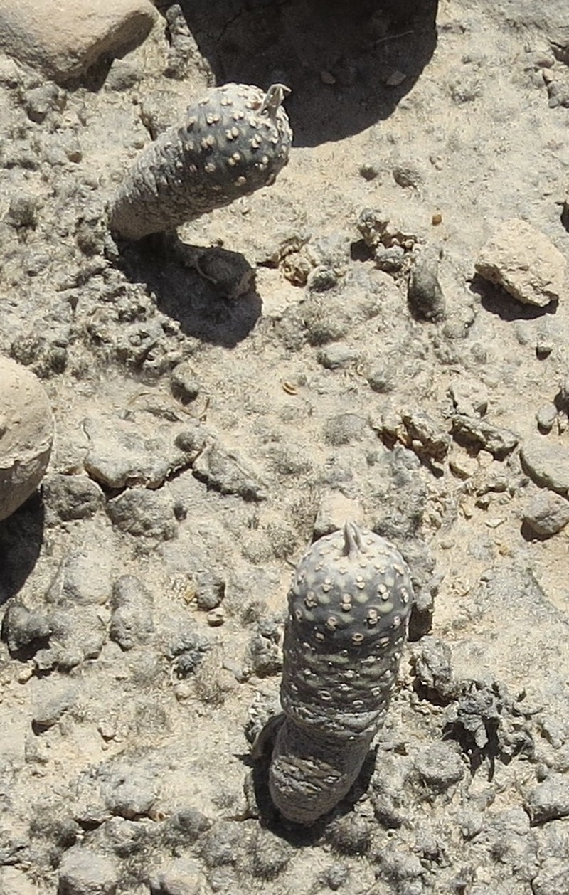 Euphorbia hadramautica photo 6
