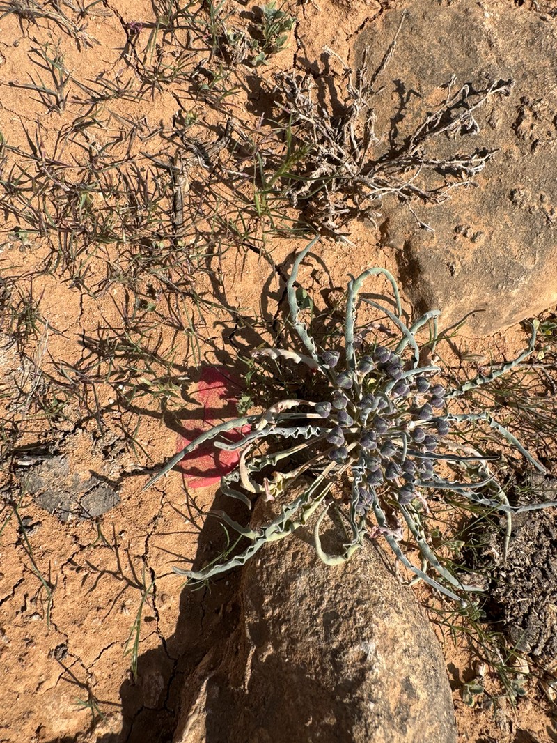 Euphorbia hadramautica photo 7