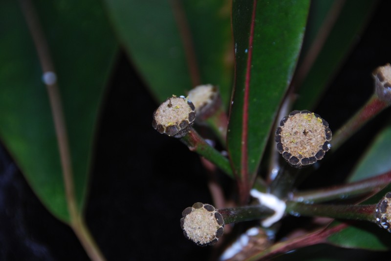 Kauai Spurge