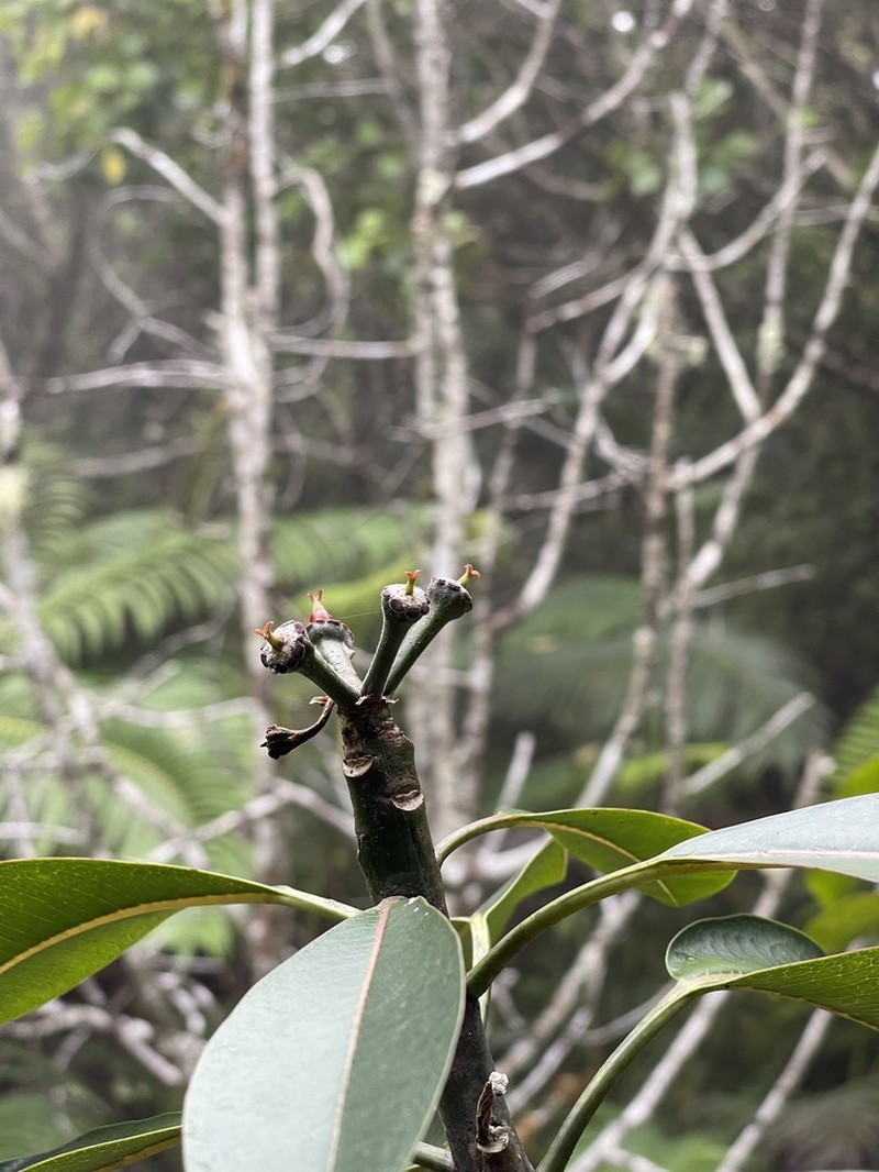 Kauai Spurge photo 2