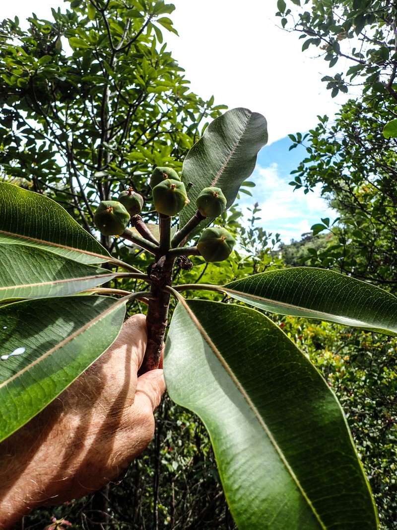 Kauai Spurge photo 3
