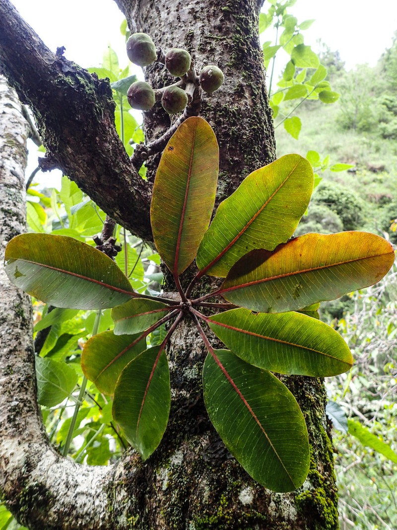 Kauai Spurge photo 4