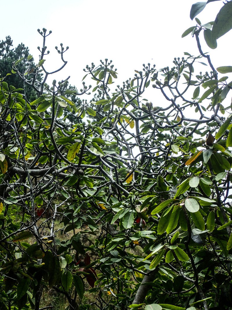Kauai Spurge photo 5