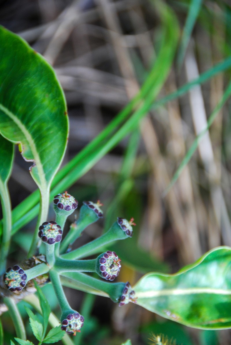 Kauai Spurge photo 7